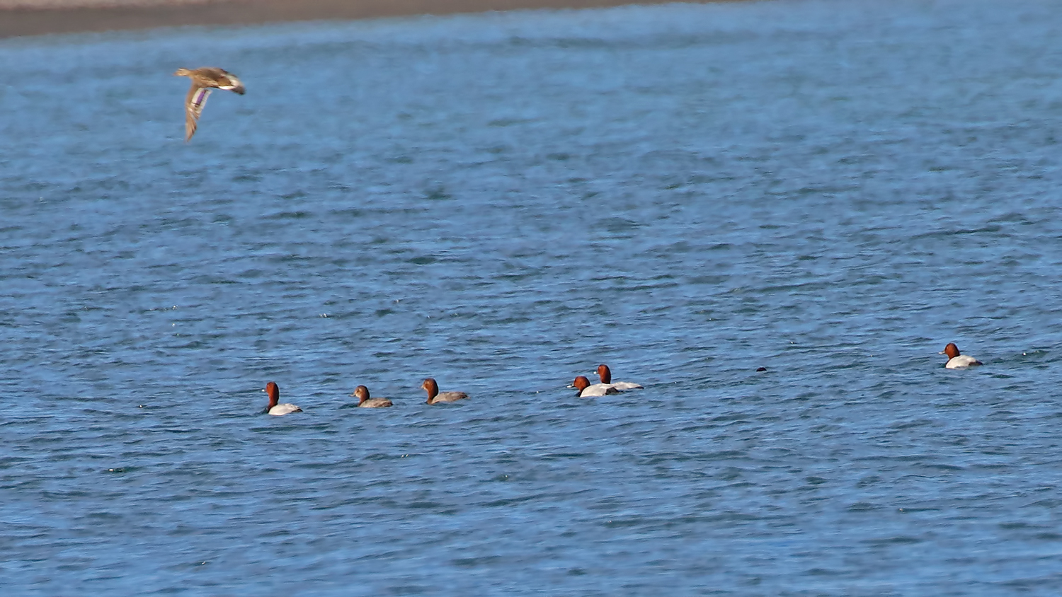 Common Pochard